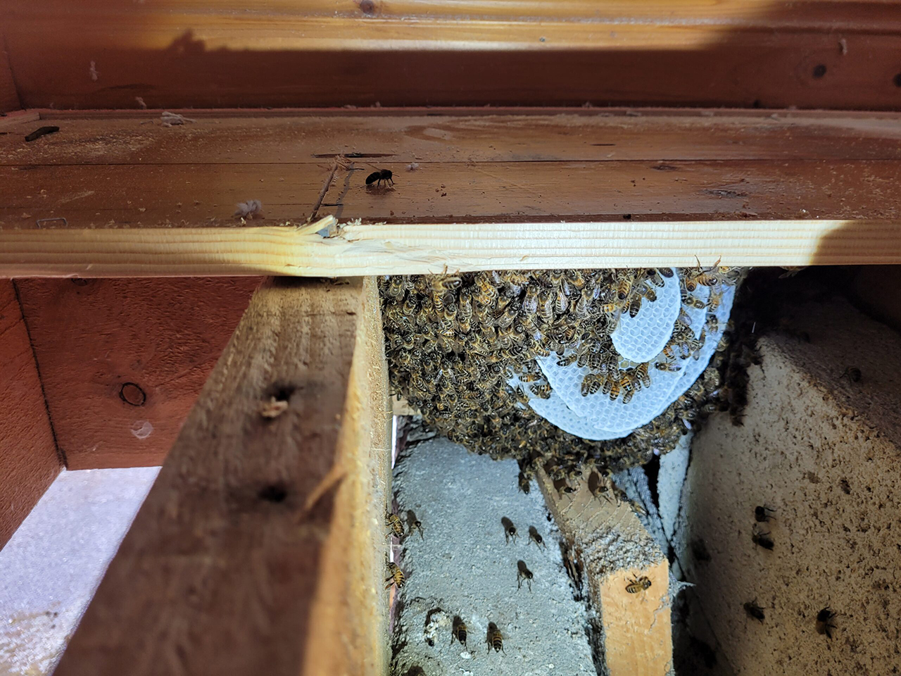 After clearing some of the bees