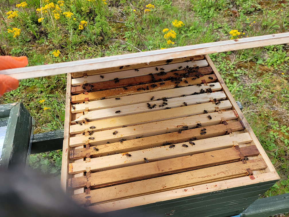 Filling out brood box