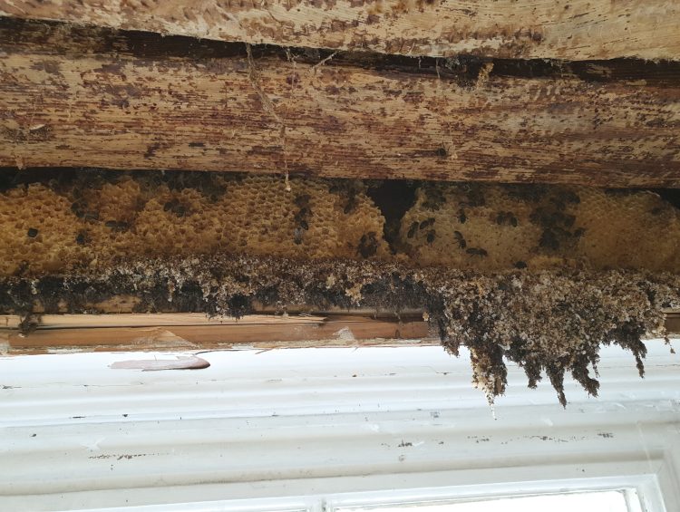 Issues to be noted about honey bee colonies in dwellings 3