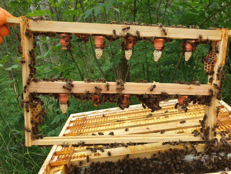 cell bar bee conservation