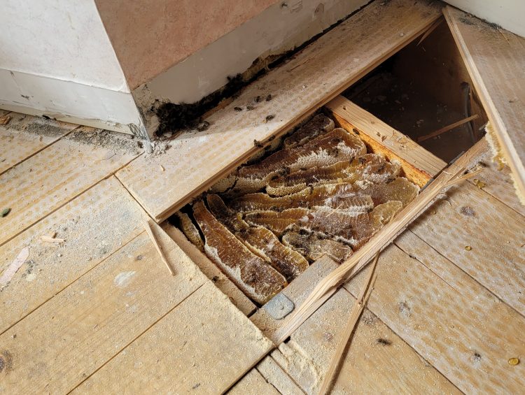 Honey Bee Removal
