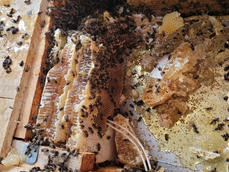 Issues to be noted about honey bee colonies in dwellings