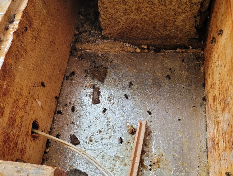 Issues to be noted about honey bee colonies in dwellings 2