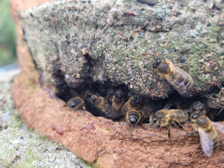 Bees in chimney