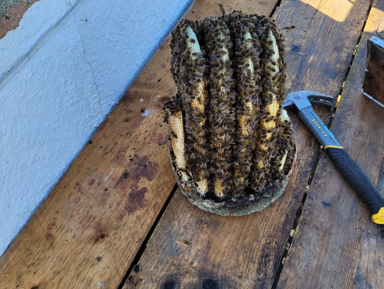 Honey bee removal chimney pot plug