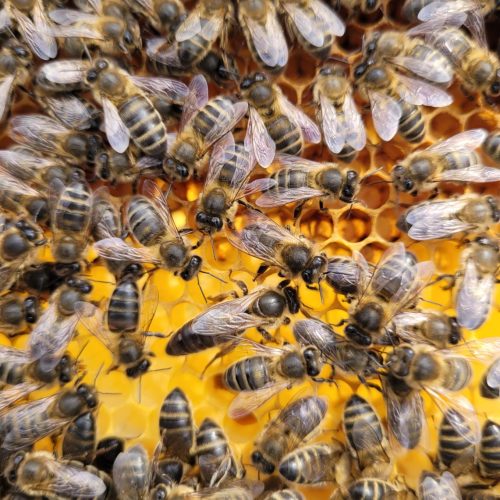 Native Irish Honey bee AMM Apis Mellifera Mellifera conservation