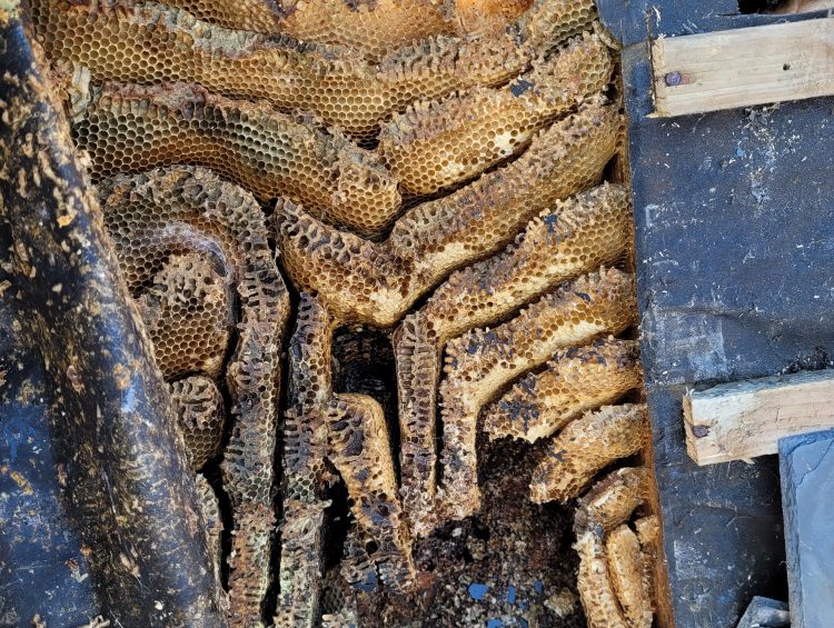 What should and shouldn’t be done with honey bee removal