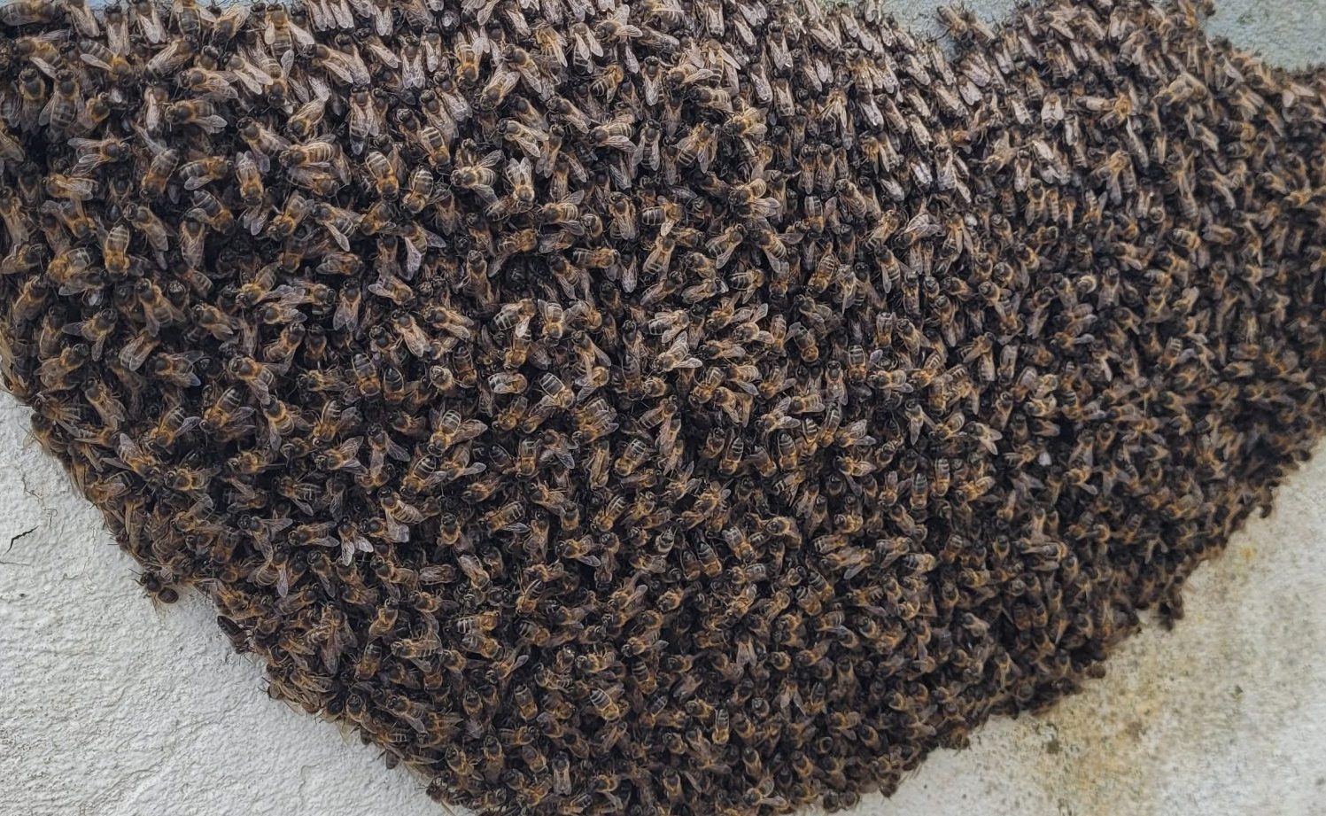 Save the Bees to save the world