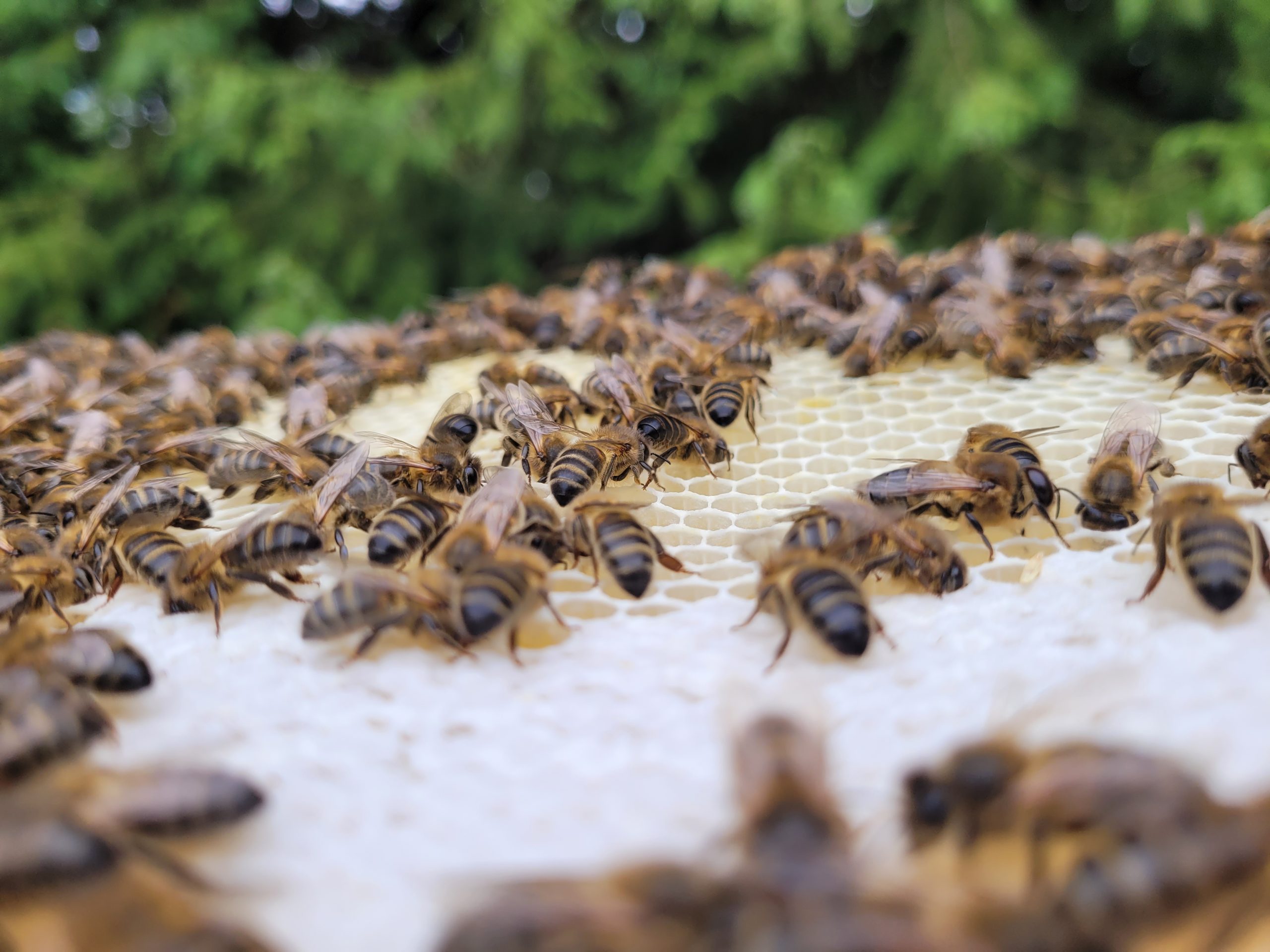 The Buzz about Bees: Fascinating facts you might not have known