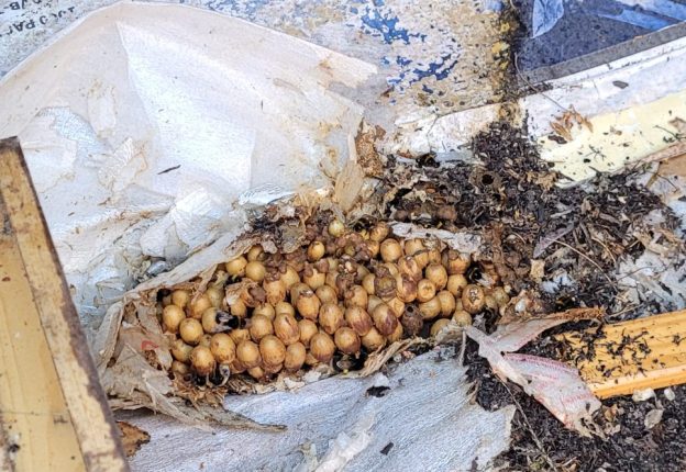 Bumblebee nest