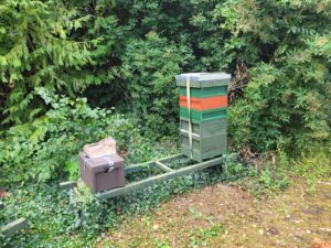 Native Irish Honey Bee (Apis Mellifera Mellifera) 