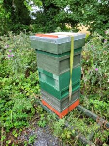 Native Irish Honey Bee