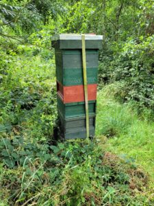 Native Irish Honey Bee (Apis Mellifera Mellifera) 