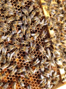 Native Irish Honey Bee (Apis Mellifera Mellifera) Hybridisation