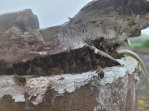 The removal, Honey Bee Removal Baltray, Co Louth