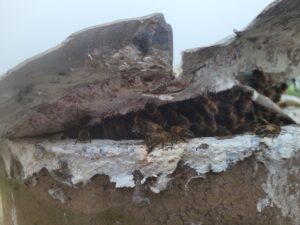 The Removal, Honey Bee Removal Baltray, Co Louth