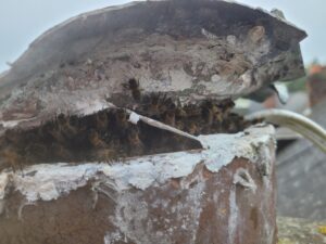 The Removal, Honey Bee Removal Baltray, Co Louth