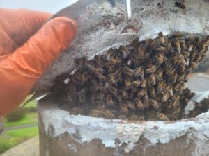 The Removal, Honey Bee Removal Baltray, Co Louth