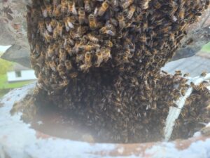 The Removal, Honey Bee Removal Baltray, Co Louth
