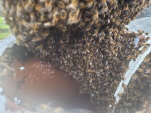 The Removal, Honey Bee Removal Baltray, Co Louth