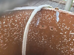 The Removal, Honey Bee Removal Baltray, Co Louth