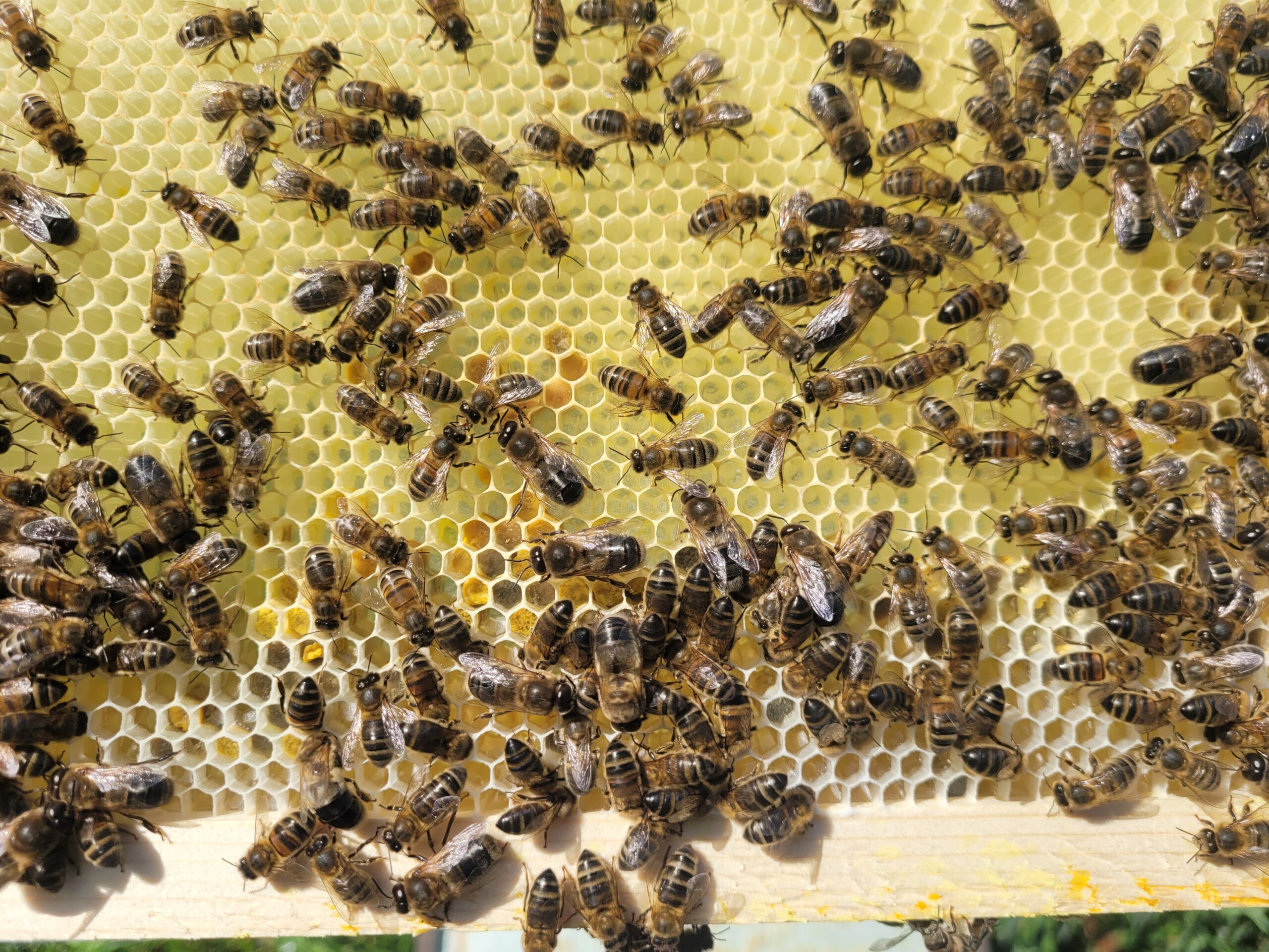 Native Irish Honey Bee Apis Mellifera Mellifera Hybridisation