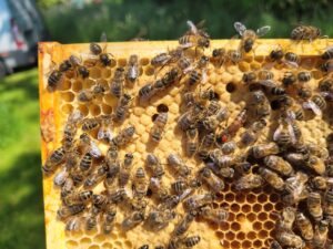 Stage 2 Native Irish Honey Bee (Apis Mellifera Mellifera) Hybridisation