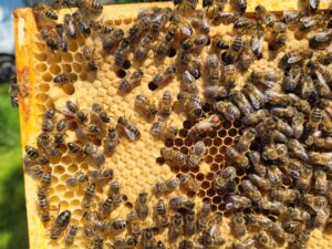 Stage 2 Native Irish Honey Bee (Apis Mellifera Mellifera) Hybridisation