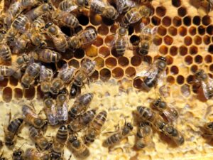 Stage 1 Native Irish Honey Bee (Apis Mellifera Mellifera) Hybridisation