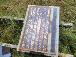 Update, honey-bee-removal-baltray-co-louth-chimney