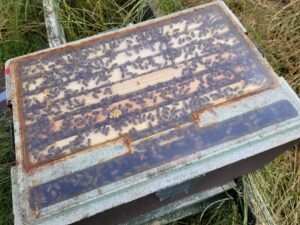 Update 2, honey-bee-removal-baltray-co-louth-chimney