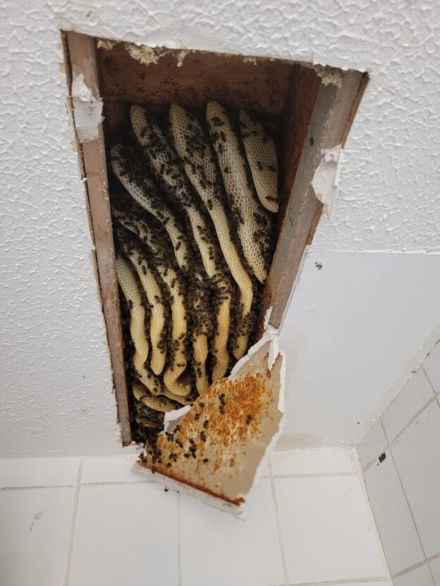 Honey bee removal balbriggan