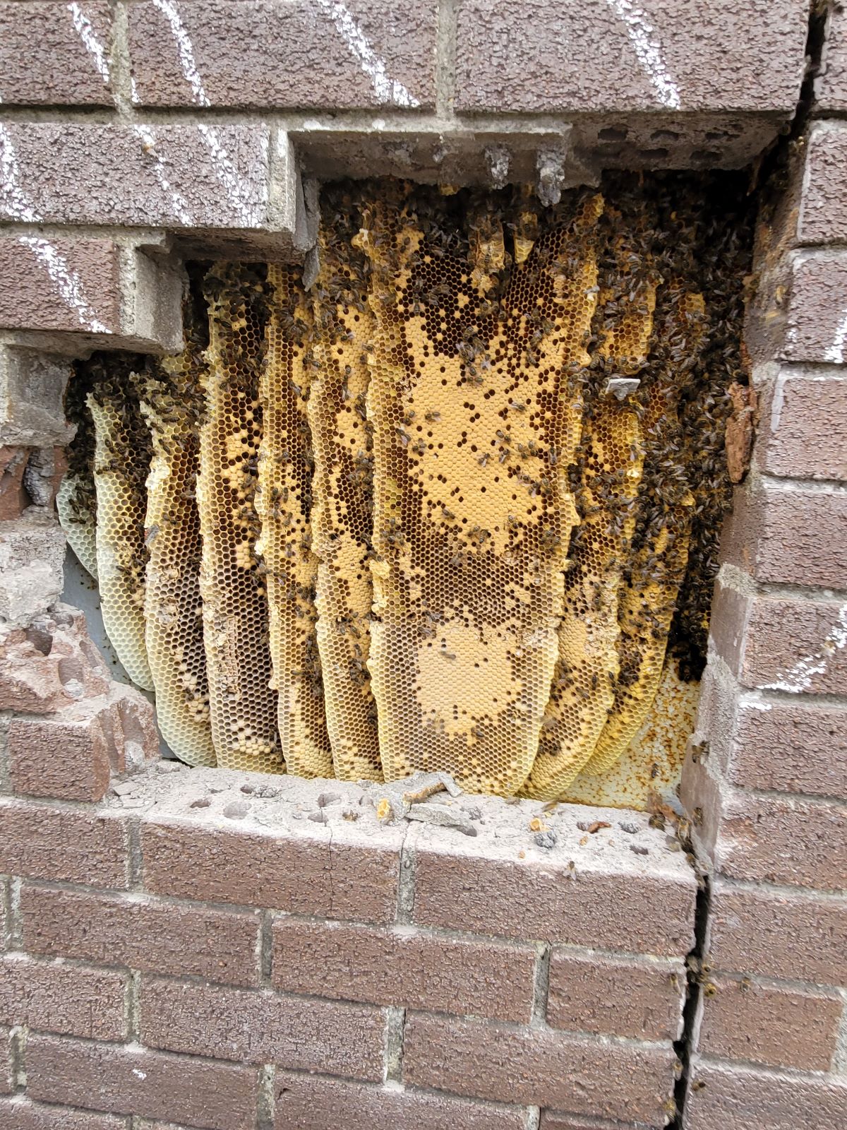 Honey Bee Removal Navan