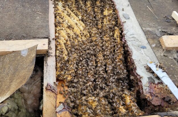 Honey Bee Removal Black Rock