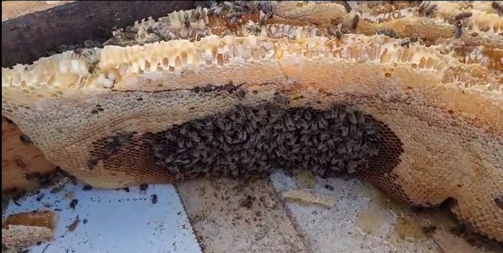 Honey Bee Removal Dunleer