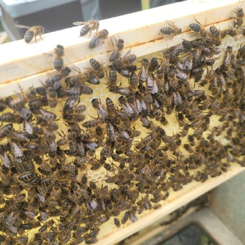 Mid-season nucleus colonies 2024